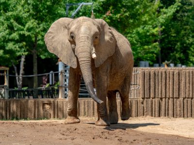 African elephant Asali walking across the dirt yard of her habitat at the Memphis Zoo