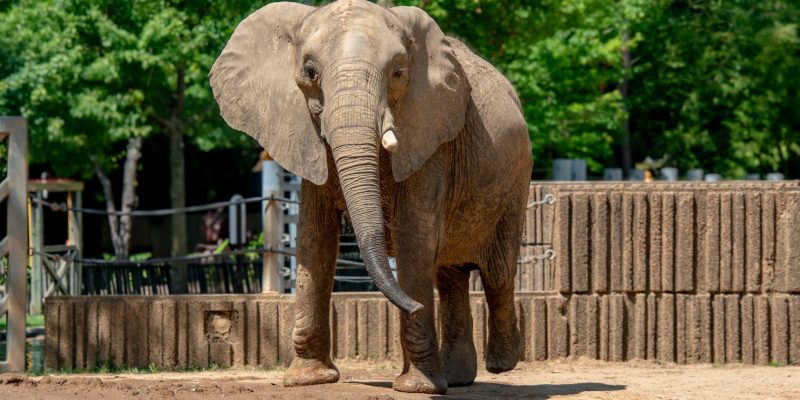 African elephant Asali walking across the dirt yard of her habitat at the Memphis Zoo