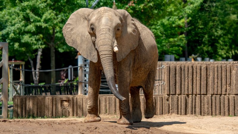 African elephant Asali walking across the dirt yard of her habitat at the Memphis Zoo