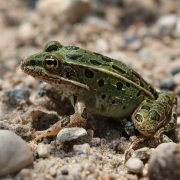 A Northern Leopard Frog, green with dark spots and a pale dorsal ridge, sitting on wet sand and gravel