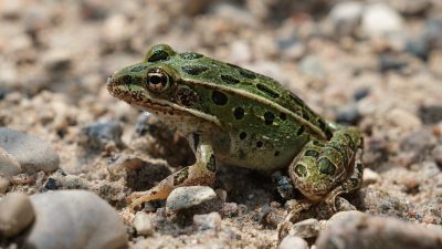 A Northern Leopard Frog, green with dark spots and a pale dorsal ridge, sitting on wet sand and gravel