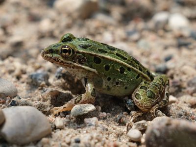 A Northern Leopard Frog, green with dark spots and a pale dorsal ridge, sitting on wet sand and gravel