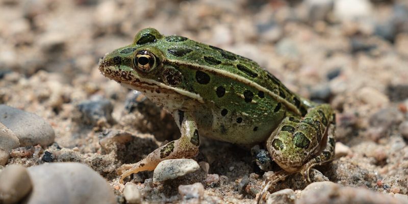 A Northern Leopard Frog, green with dark spots and a pale dorsal ridge, sitting on wet sand and gravel