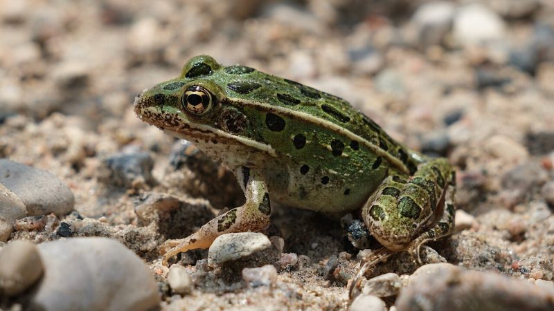 A Northern Leopard Frog, green with dark spots and a pale dorsal ridge, sitting on wet sand and gravel