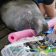 A manatee lying on wet decking with acupuncture needles along its back and colored electroacupuncture leads running to a control box