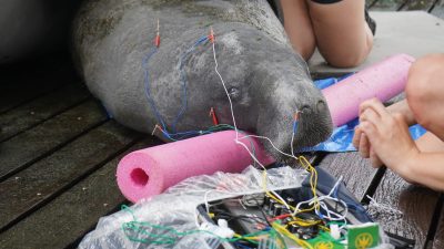 A manatee lying on wet decking with acupuncture needles along its back and colored electroacupuncture leads running to a control box