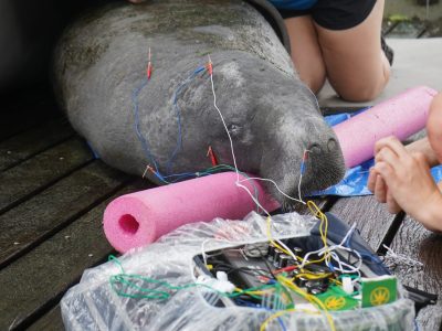 A manatee lying on wet decking with acupuncture needles along its back and colored electroacupuncture leads running to a control box