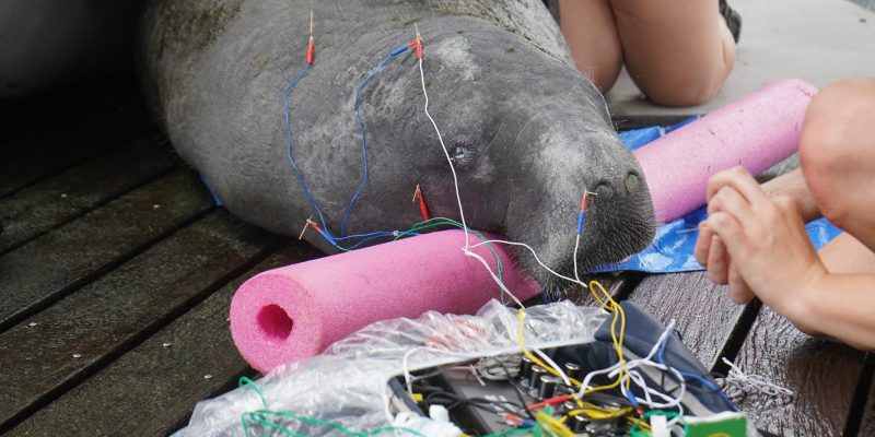 A manatee lying on wet decking with acupuncture needles along its back and colored electroacupuncture leads running to a control box