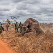 A sedated adult bull elephant lying on its side in dry grass beside a red dirt track, with rangers and veterinary staff in green uniforms standing at its head, a field vehicle to the left and a loading machine behind.
