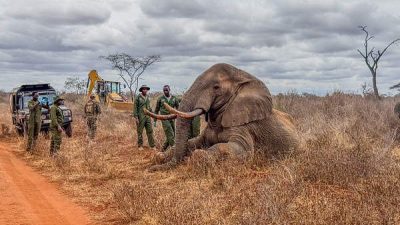 A sedated adult bull elephant lying on its side in dry grass beside a red dirt track, with rangers and veterinary staff in green uniforms standing at its head, a field vehicle to the left and a loading machine behind.