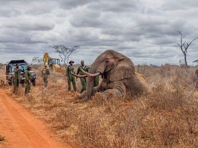 A sedated adult bull elephant lying on its side in dry grass beside a red dirt track, with rangers and veterinary staff in green uniforms standing at its head, a field vehicle to the left and a loading machine behind.