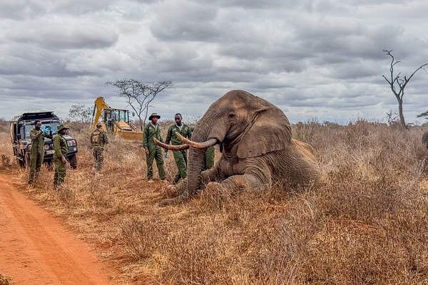 A sedated adult bull elephant lying on its side in dry grass beside a red dirt track, with rangers and veterinary staff in green uniforms standing at its head, a field vehicle to the left and a loading machine behind.