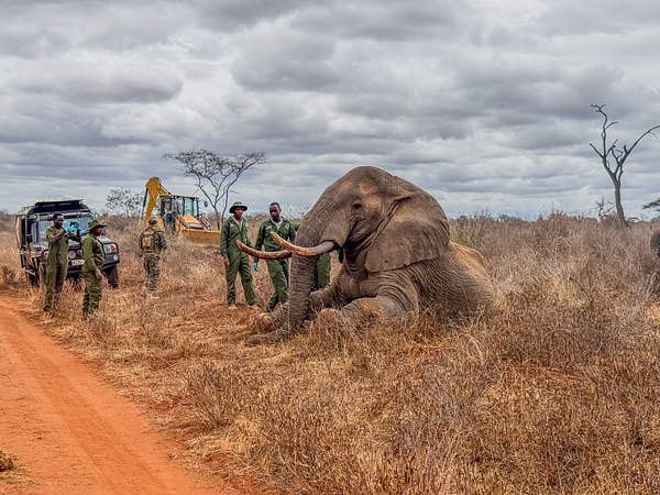 A sedated adult bull elephant lying on its side in dry grass beside a red dirt track, with rangers and veterinary staff in green uniforms standing at its head, a field vehicle to the left and a loading machine behind.