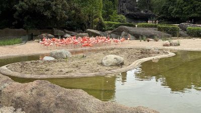 A flock of pink flamingos stands on a sand bank at the edge of a green pond at Tierpark Hagenbeck, with a low planted island in the water in front of them, artificial rock outcrops and clipped hedges behind, and zebras visible in the distance.