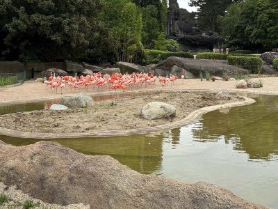 A flock of pink flamingos stands on a sand bank at the edge of a green pond at Tierpark Hagenbeck, with a low planted island in the water in front of them, artificial rock outcrops and clipped hedges behind, and zebras visible in the distance.
