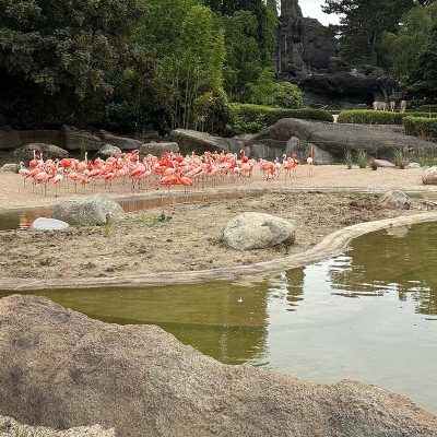 A flock of pink flamingos stands on a sand bank at the edge of a green pond at Tierpark Hagenbeck, with a low planted island in the water in front of them, artificial rock outcrops and clipped hedges behind, and zebras visible in the distance.