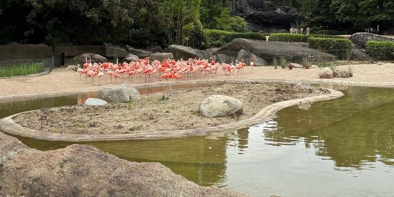 A flock of pink flamingos stands on a sand bank at the edge of a green pond at Tierpark Hagenbeck, with a low planted island in the water in front of them, artificial rock outcrops and clipped hedges behind, and zebras visible in the distance.