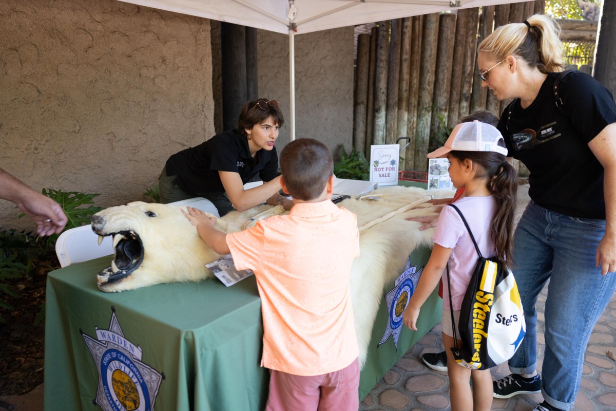 Two children reach across a table to touch a polar bear hide laid out under a pop-up canopy outside the zoo, while a wildlife officer in a black uniform shirt leans over the table to explain, a small placard reading Not For Sale standing beside her.