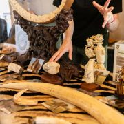 Surrendered wildlife products laid out on a tiger skin: two long elephant tusks, a carved ivory mirror frame on a dark carved wooden stand, scrimshaw whale teeth engraved with sailing ships and mounted on wooden bases, a carved ivory vase, and a California Department of Fish and Wildlife poster headed Ivory Identification.