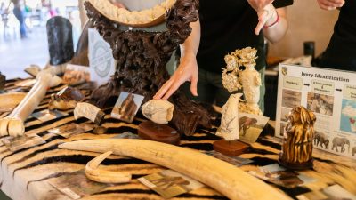 Surrendered wildlife products laid out on a tiger skin: two long elephant tusks, a carved ivory mirror frame on a dark carved wooden stand, scrimshaw whale teeth engraved with sailing ships and mounted on wooden bases, a carved ivory vase, and a California Department of Fish and Wildlife poster headed Ivory Identification.