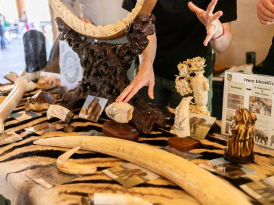 Surrendered wildlife products laid out on a tiger skin: two long elephant tusks, a carved ivory mirror frame on a dark carved wooden stand, scrimshaw whale teeth engraved with sailing ships and mounted on wooden bases, a carved ivory vase, and a California Department of Fish and Wildlife poster headed Ivory Identification.