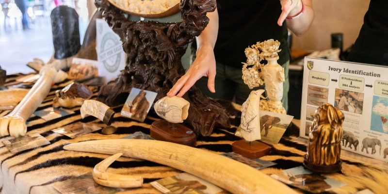 Surrendered wildlife products laid out on a tiger skin: two long elephant tusks, a carved ivory mirror frame on a dark carved wooden stand, scrimshaw whale teeth engraved with sailing ships and mounted on wooden bases, a carved ivory vase, and a California Department of Fish and Wildlife poster headed Ivory Identification.