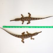 Two gharial hatchlings lie side by side on a flat surface beside a tape measure showing they are just over 12 inches long.