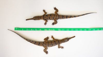 Two gharial hatchlings lie side by side on a flat surface beside a tape measure showing they are just over 12 inches long.