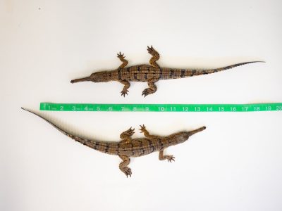 Two gharial hatchlings lie side by side on a flat surface beside a tape measure showing they are just over 12 inches long.