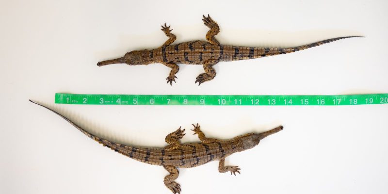 Two gharial hatchlings lie side by side on a flat surface beside a tape measure showing they are just over 12 inches long.