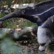 A giant anteater with a long tapering snout and a bold white stripe along its dark flank stands beside a fallen log in dappled light, its thin tongue extended toward the bark.