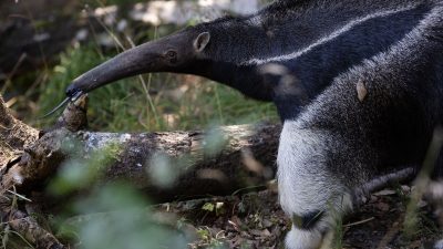 A giant anteater with a long tapering snout and a bold white stripe along its dark flank stands beside a fallen log in dappled light, its thin tongue extended toward the bark.