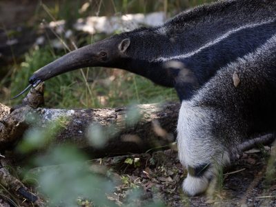 A giant anteater with a long tapering snout and a bold white stripe along its dark flank stands beside a fallen log in dappled light, its thin tongue extended toward the bark.