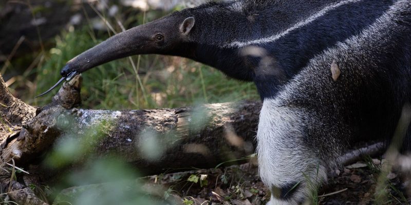 A giant anteater with a long tapering snout and a bold white stripe along its dark flank stands beside a fallen log in dappled light, its thin tongue extended toward the bark.
