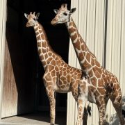 Two giraffes stand side by side in sunlight in front of an open barn doorway.