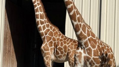 Two giraffes stand side by side in sunlight in front of an open barn doorway.