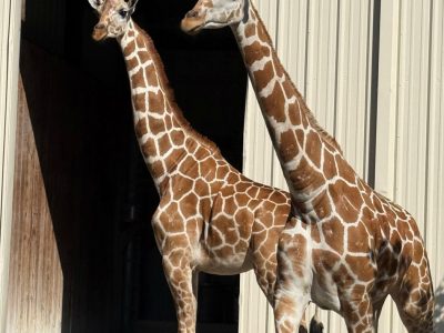 Two giraffes stand side by side in sunlight in front of an open barn doorway.