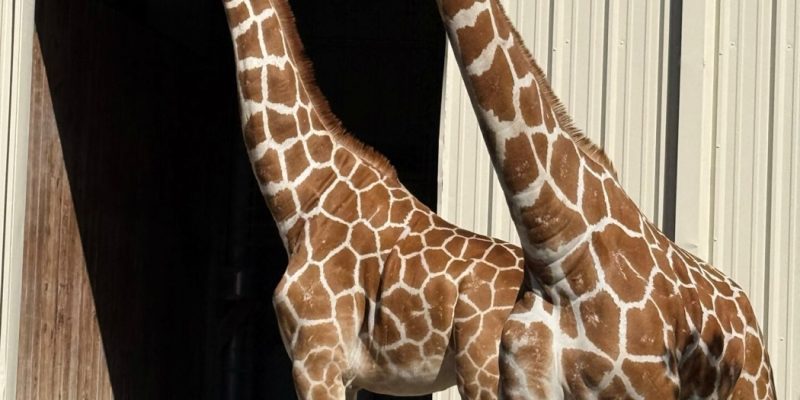 Two giraffes stand side by side in sunlight in front of an open barn doorway.