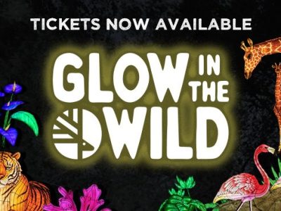Promotional artwork for Glow in the Wild showing illuminated lantern sculptures of tigers, a giraffe, flamingos and tropical plants against a dark background.