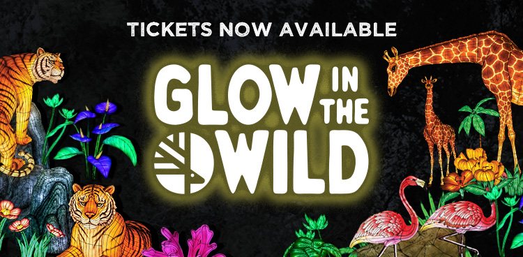 Promotional artwork for Glow in the Wild showing illuminated lantern sculptures of tigers, a giraffe, flamingos and tropical plants against a dark background.