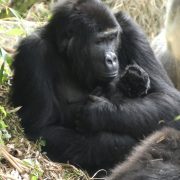 An adult female Grauer's gorilla sitting on the forest floor among bamboo, cradling a very small dark infant against her chest with both arms, with the silver back of another gorilla visible behind her.
