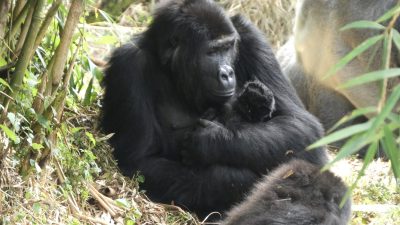 An adult female Grauer's gorilla sitting on the forest floor among bamboo, cradling a very small dark infant against her chest with both arms, with the silver back of another gorilla visible behind her.