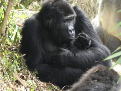 An adult female Grauer's gorilla sitting on the forest floor among bamboo, cradling a very small dark infant against her chest with both arms, with the silver back of another gorilla visible behind her.