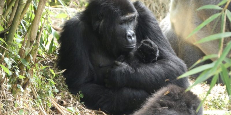 An adult female Grauer's gorilla sitting on the forest floor among bamboo, cradling a very small dark infant against her chest with both arms, with the silver back of another gorilla visible behind her.