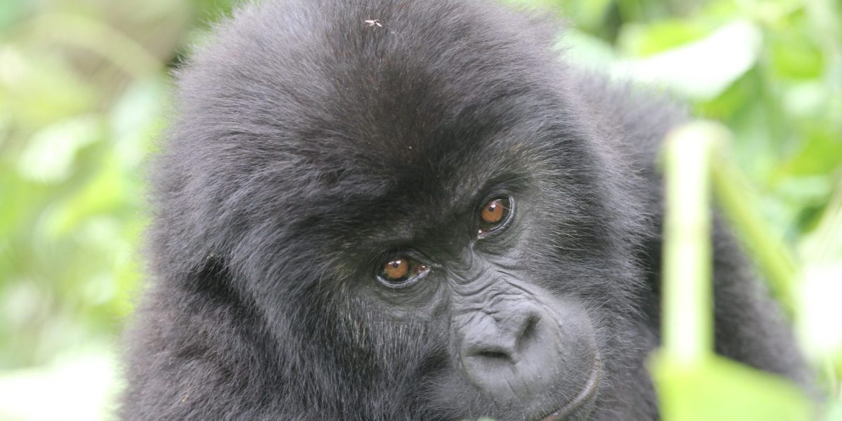 A young gorilla with dense black fur and reddish-brown eyes looks slightly away from the camera, framed by broad green leaves and a pale plant stem in dappled forest light.
