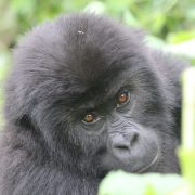 A young gorilla with dense black fur and reddish-brown eyes looks slightly away from the camera, framed by broad green leaves and a pale plant stem in dappled forest light.