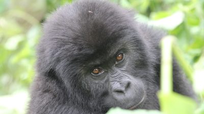 A young gorilla with dense black fur and reddish-brown eyes looks slightly away from the camera, framed by broad green leaves and a pale plant stem in dappled forest light.