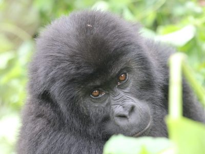 A young gorilla with dense black fur and reddish-brown eyes looks slightly away from the camera, framed by broad green leaves and a pale plant stem in dappled forest light.
