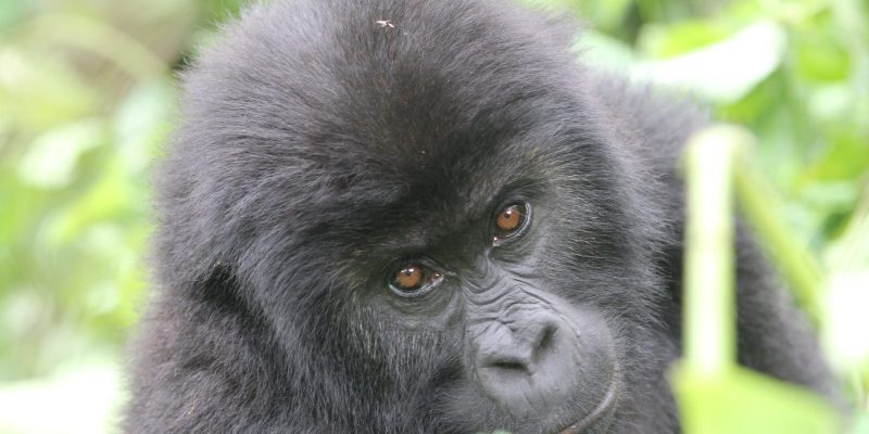 A young gorilla with dense black fur and reddish-brown eyes looks slightly away from the camera, framed by broad green leaves and a pale plant stem in dappled forest light.