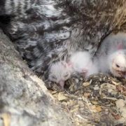 Three downy white great grey owl chicks sit on a nest of wood chips beneath the barred grey feathers of a parent.